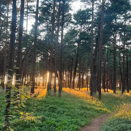 Apartament Forest Vibe *
