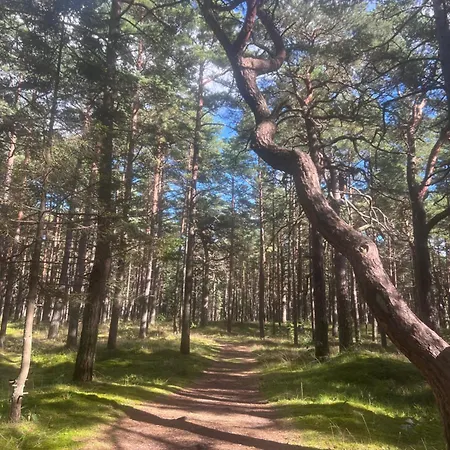 Forest Vibe